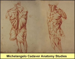 Michelangelo Cadaver Anatomy Studies