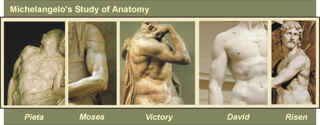 Michelangelo's Study of Anatomy